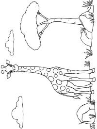 Жирафа в дикій природі