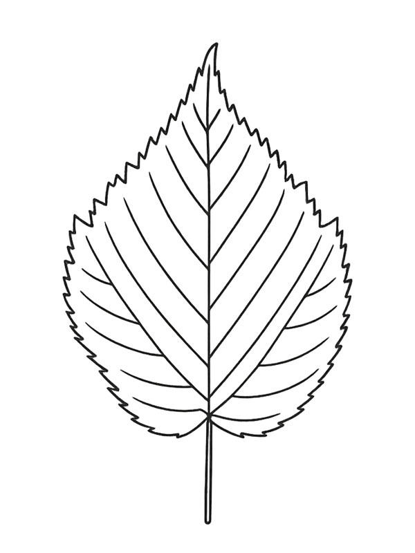 Лист вільхи Розмальовка Лист вільхи Розмальовка