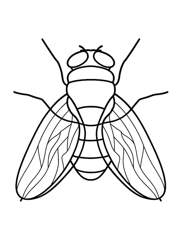 Муха Розмальовка Муха Розмальовка